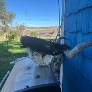 Black and White Bull Skull with Horns